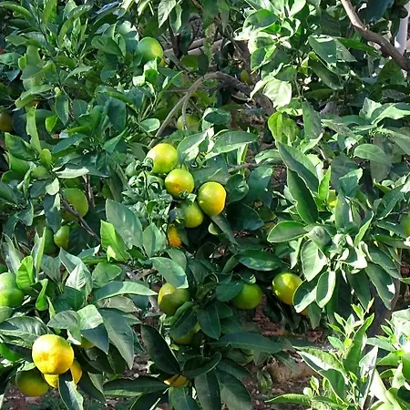 Pape 3* تروغير